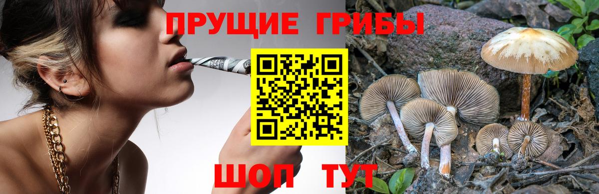 Псилоцибиновые грибы Psilocybine cubensis Обь